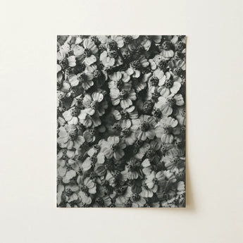 Achillea Millefolium (common Yarrow) - Karl Blossfeldt Art Print / Canvas, 12x16’’ / 31x41cm / Unframed / no Border, Posters Prints &