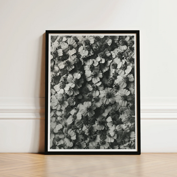 Black-framed Black White Photographic Print Densely Packed Flowers Karl Blossfeldt, Achillea Millefolium, Monochromatic Tapestry