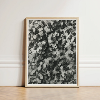 Black White Framed Photograph Densely Packed Textured Flowers Karl Blossfeldt, Achillea Millefolium, Monochromatic Tapestry