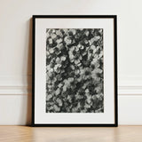 Achillea Millefolium (common Yarrow) - Karl Blossfeldt Art Print / Canvas Black-framed Dense Monochrome Floral Pattern, Monochromatic