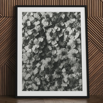 Achillea Millefolium (common Yarrow) - Karl Blossfeldt Art Print / Canvas Black-framed Dense Monochrome Floral Pattern Delicate,