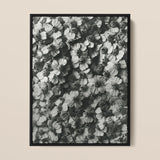 Achillea Millefolium (common Yarrow) - Karl Blossfeldt Art Print / Canvas Black-framed Black-and-white Photographic Densely Packed Delicate