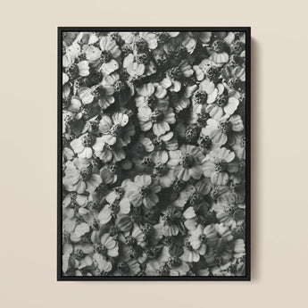 Achillea Millefolium (common Yarrow) - Karl Blossfeldt Art Print / Canvas Black-framed Black-and-white Photographic Densely Packed Delicate