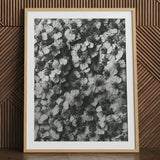 Achillea Millefolium (common Yarrow) - Karl Blossfeldt Art Print / Canvas Black White Framed Photograph Densely Packed Delicate Flowers