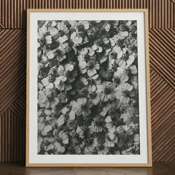 Achillea Millefolium (common Yarrow) - Karl Blossfeldt Art Print / Canvas Black White Framed Photograph Densely Packed Delicate Flowers