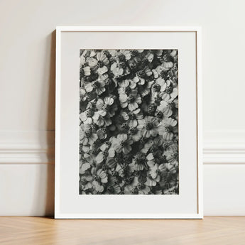 Achillea Millefolium (common Yarrow) - Karl Blossfeldt Art Print / Canvas Black White Framed Photograph Densely Packed Flowers Minimalist,
