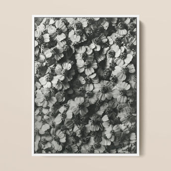 Achillea Millefolium (common Yarrow) - Karl Blossfeldt Art Print / Canvas Black-and-white Photographic Dense Textured Pattern Aquatic