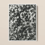 Achillea Millefolium (common Yarrow) - Karl Blossfeldt Art Print / Canvas Black-and-white Photographic Dense Textured Pattern Aquatic