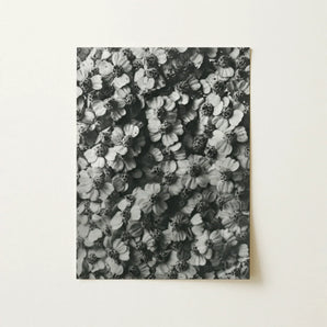 Achillea Millefolium (common Yarrow) - Karl Blossfeldt Art Print / Canvas Black-and-white Photographic Dense Textured Pattern Flowers,