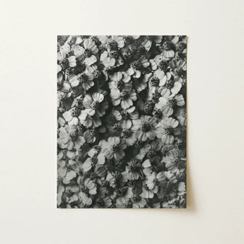 Achillea Millefolium (common Yarrow) - Karl Blossfeldt Art Print / Canvas Black-and-white Photographic Print Dense Textured Pattern Flowers