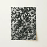 Achillea Millefolium (common Yarrow) - Karl Blossfeldt Art Print / Canvas Black-and-white Photographic Dense Textured Pattern Flowers,