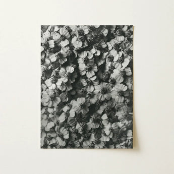 Achillea Millefolium (common Yarrow) - Karl Blossfeldt Art Print / Canvas Black-and-white Photographic Dense Textured Pattern Flowers,