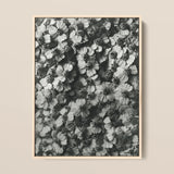 Achillea Millefolium (common Yarrow) - Karl Blossfeldt Art Print / Canvas Black-and-white Photographic Light Wood Frame Densely Packed,