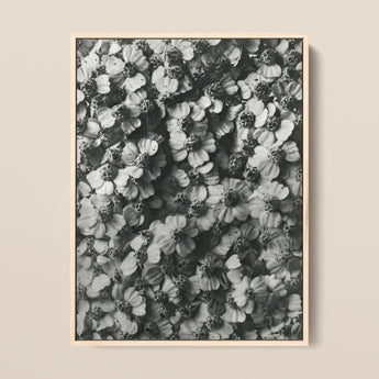 Achillea Millefolium (common Yarrow) - Karl Blossfeldt Art Print / Canvas Black-and-white Photographic Light Wood Frame Densely Packed,