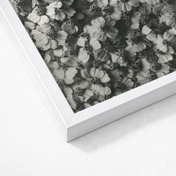 White Framed Black Floral Print Karl Blossfeldt, Achillea Millefolium, Monochromatic Tapestry