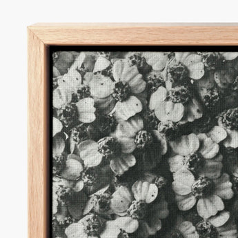 Black-and-white Framed Canvas Print Dense Cluster Delicate Textured Karl Blossfeldt, Achillea Millefolium, Monochromatic Tapestry