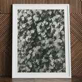 Achillea Millefolium (common Yarrow) - Karl Blossfeldt Art Print / Canvas White-framed Black White Floral Photograph, Monochromatic