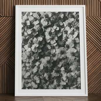 Achillea Millefolium (common Yarrow) - Karl Blossfeldt Art Print / Canvas White-framed Black White Floral Photograph, Monochromatic