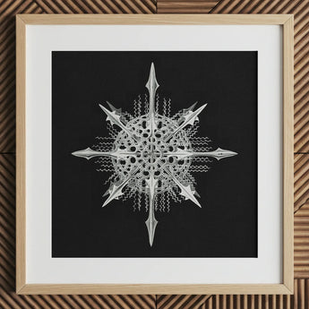 Actiniae - Ernst Haeckel Ocean Life Art Print / Canvas, 12x12’’ / 31x31cm / Natural Frame / Matboard, Posters Prints & Visual Artwork, Toby
