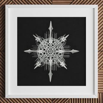 Actiniae - Ernst Haeckel Ocean Life Art Print / Canvas Silver Intricately Detailed Snowflake Artwork White Frame Ernst Haeckel’s Actiniae,
