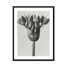 Allium Ostroroskianum (ornamental Onion) - Karl Blossfeldt Art Print, Black White Photograph Flower Head Multiple Petals