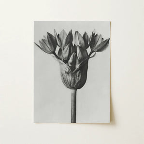 Allium Ostroroskianum (ornamental Onion) - Karl Blossfeldt Art Print / Canvas, 12x16’’ / 31x41cm / Unframed / no Border, Posters Prints &