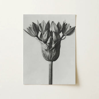 Allium Ostroroskianum (ornamental Onion) - Karl Blossfeldt Art Print / Canvas, 12x16’’ / 31x41cm / Unframed / no Border, Posters Prints &