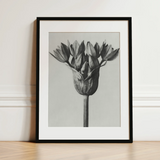 Allium Ostroroskianum (ornamental Onion) - Karl Blossfeldt Art Print / Canvas, 12x16’’ / 31x41cm / Black Frame / Matboard, Posters Prints &