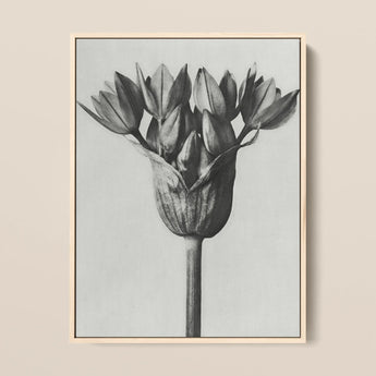 Allium Ostroroskianum (ornamental Onion) - Karl Blossfeldt Art Print / Canvas, 12x16’’ / 31x41cm / Natural Frame, Posters Prints & Visual