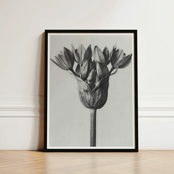 Black-framed Black-and-white Photographic Print Tulip Bud Bloom Light Karl Blossfeldt, Allium Ostroroskianum, Blossfeldt’s Meticulous