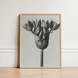 Minimalist Black-and-white Framed Art Print Detailed Botanical Illustration Karl Blossfeldt, Allium Ostroroskianum, Blossfeldt’s Meticulous