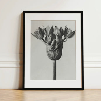 Allium Ostroroskianum (ornamental Onion) - Karl Blossfeldt Art Print / Canvas Black-framed Monochrome Photograph Flower Bloom, Blossfeldt’s