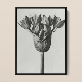 Allium Ostroroskianum (ornamental Onion) - Karl Blossfeldt Art Print / Canvas Black-framed Black-and-white Botanical Detailed Textured