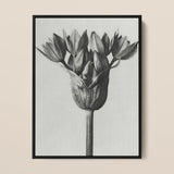 Allium Ostroroskianum (ornamental Onion) - Karl Blossfeldt Art Print / Canvas Black-framed Black-and-white Botanical Print Detailed