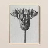 Allium Ostroroskianum (ornamental Onion) - Karl Blossfeldt Art Print / Canvas Black-and-white Botanical Tulip Bud Light Wood Frame,