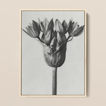 Allium Ostroroskianum (ornamental Onion) - Karl Blossfeldt Art Print / Canvas Black-and-white Botanical Tulip Bud Light Wood Frame,