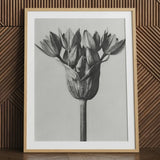 Allium Ostroroskianum (ornamental Onion) - Karl Blossfeldt Art Print / Canvas Black-and-white Framed Botanical Detailed Monochromatic