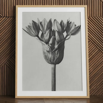 Allium Ostroroskianum (ornamental Onion) - Karl Blossfeldt Art Print / Canvas Black-and-white Framed Botanical Detailed Monochromatic