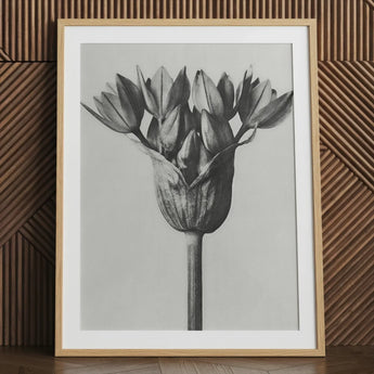 Allium Ostroroskianum (ornamental Onion) - Karl Blossfeldt Art Print / Canvas Black-and-white Framed Botanical Print Detailed Monochromatic