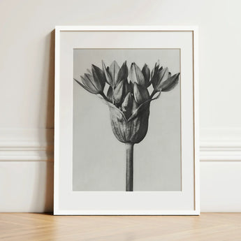 Allium Ostroroskianum (ornamental Onion) - Karl Blossfeldt Art Print / Canvas Black-and-white Framed Photograph Tulip Bud Bloom Encased