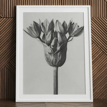 Allium Ostroroskianum (ornamental Onion) - Karl Blossfeldt Art Print / Canvas Black White Framed Photograph Tulip Bud Encased Clean,