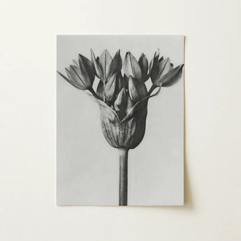 Allium Ostroroskianum (ornamental Onion) - Karl Blossfeldt Art Print / Canvas Black-and-white Photographic Tulip Bud, Blossfeldt’s