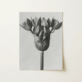 Allium Ostroroskianum (ornamental Onion) - Karl Blossfeldt Art Print / Canvas Black-and-white Photographic Print Tulip Bud Canvas Karl