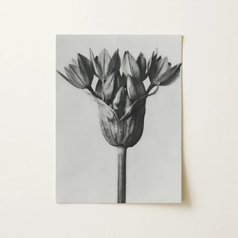 Allium Ostroroskianum (ornamental Onion) - Karl Blossfeldt Art Print / Canvas Black-and-white Photographic Print Tulip Bud Canvas Karl