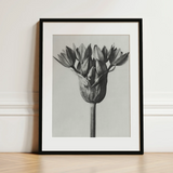 Allium Ostroroskianum (ornamental Onion) - Karl Blossfeldt Art Print / Canvas, Karl Blossfeldt, Allium Ostroroskianum, Karl Blossfeldt’s