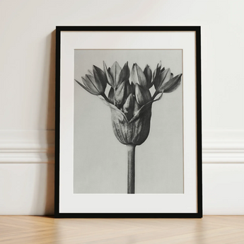 Allium Ostroroskianum (ornamental Onion) - Karl Blossfeldt Art Print / Canvas, Karl Blossfeldt, Allium Ostroroskianum, Karl Blossfeldt’s