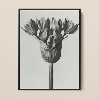 Allium Ostroroskianum (ornamental Onion) - Karl Blossfeldt Art Print / Canvas, Karl Blossfeldt, Allium Ostroroskianum, Karl Blossfeldt’s