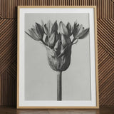 Allium Ostroroskianum (ornamental Onion) - Karl Blossfeldt Art Print / Canvas, Karl Blossfeldt, Allium Ostroroskianum, Karl Blossfeldt’s