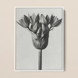 Allium Ostroroskianum (ornamental Onion) - Karl Blossfeldt Art Print / Canvas Framed Black White Botanical Illustration Tulip Bud Delicate