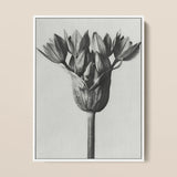 Allium Ostroroskianum (ornamental Onion) - Karl Blossfeldt Art Print / Canvas Framed Black White Botanical Illustration Tulip Bud Delicate,